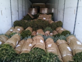 Small trees wrapped and stacked in a semi truck trailer